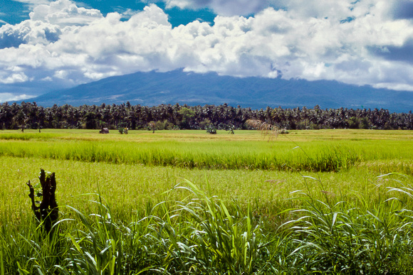 Rice field, Lucena City, Quezon Province