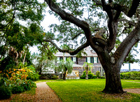 González-Alvarez Colonial House, St. Aug., FL (large tree)