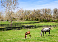 Thoroughbred Farm, Lexington, KY