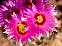 Ball Nipple Cactus (Coryphantha vivipara radiosa)