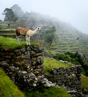 Machu Picchu Greeter
