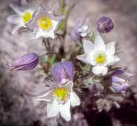 Pasque Flower (Pulsatilla ludoviciana)