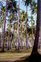 Coconut grove, Paganjan, Laguna Province